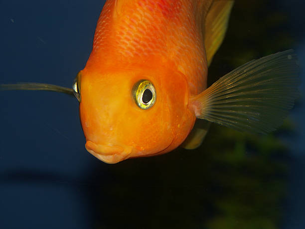 Big Goldfish stock photo