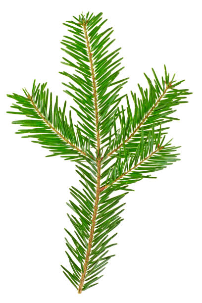 istock Spruce twig on a white background, close up 901643748