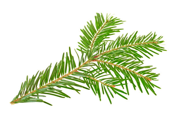 istock Twig of spruce on a white background 901643804