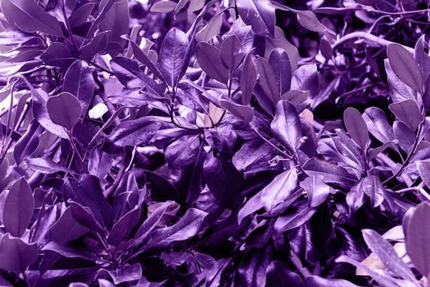 istock close up Magnolia leaves painted in ultra violet 901643982