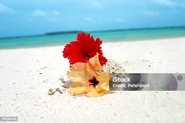 Kwiat Raju - zdjęcia stockowe i więcej obrazów Kwiat - Roślina - Kwiat - Roślina, Wyspa - Land Feature, Bez ludzi