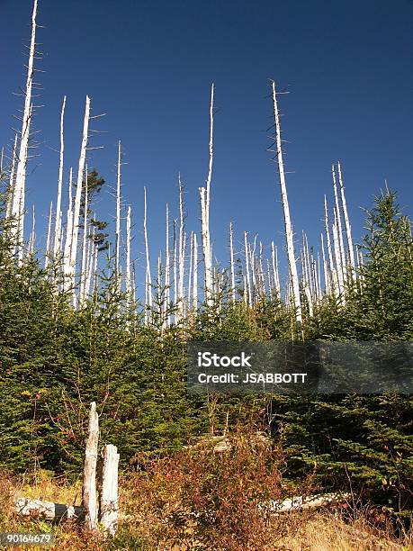 Dañado Bosque Foto de stock y más banco de imágenes de Abeto - Abeto, Abeto Picea, Aire libre