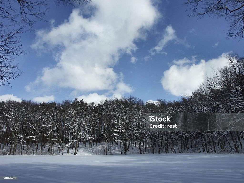 Neige en hiver - Photo de Arbre libre de droits