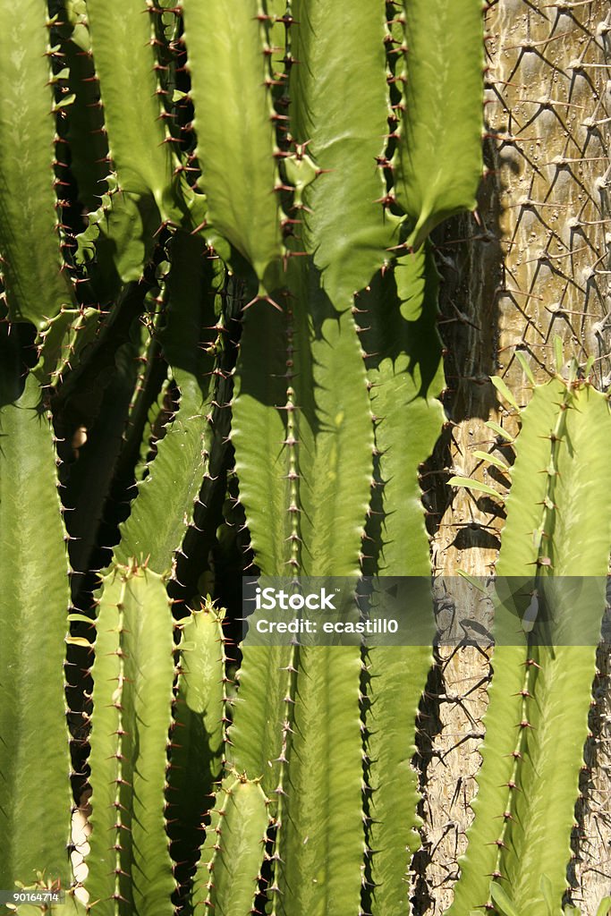 Direction du sud - Photo de Cactus libre de droits
