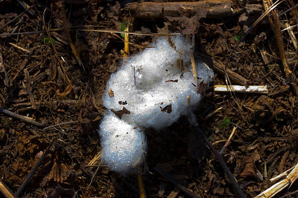 Cotton stock photo