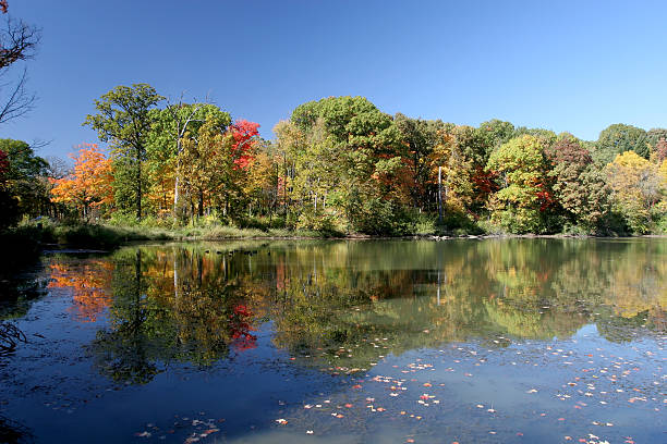 lago de otoño en illinois - lisle fotografías e imágenes de stock