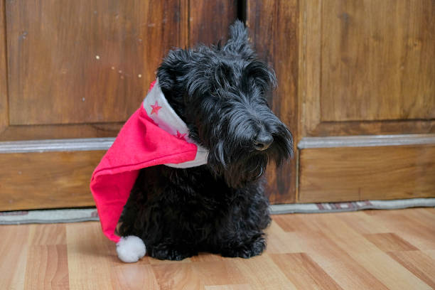 istock funny naughty dog in Santa hat 901650398