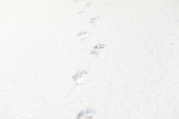 istock Footprints of bare feet on white snow 901650886