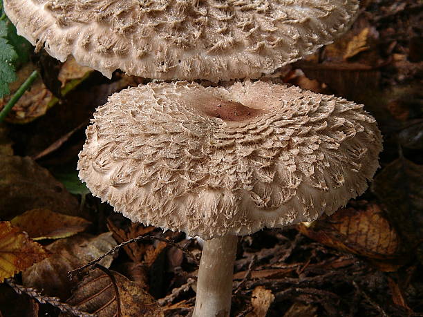 cogumelos - mushrooms of the northwest - fotografias e filmes do acervo