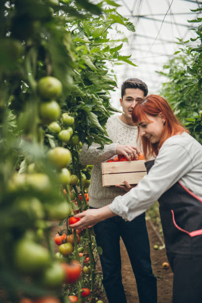 istock Young couple picking tomatoes in garden 901653190