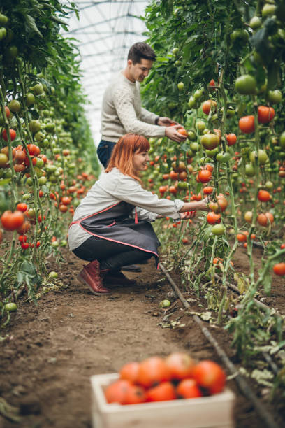 istock Young couple picking tomatoes in garden 901653226