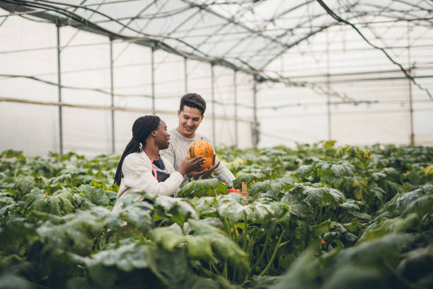 istock Autumn pumpkin harvest 901653510