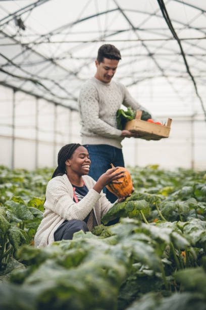 Autumn pumpkin harvest