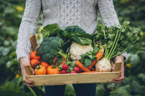 joven agricultor con caja llena de verduras - frescura fotografías e imágenes de stock