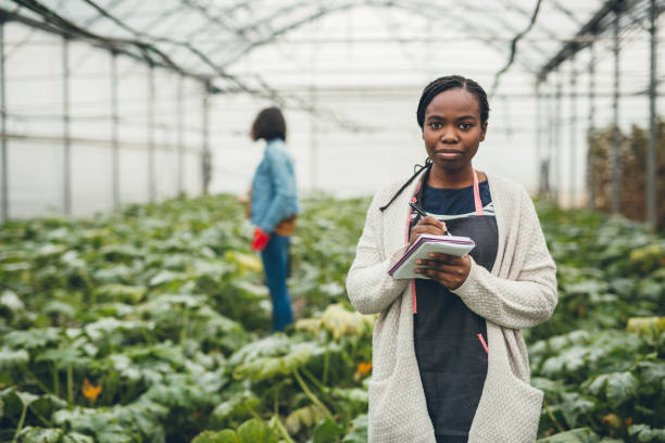 istock Zucchini harvest in greenhouse 901654064