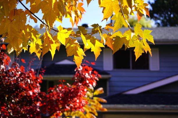 istock Golden and red maple leaves on the tree 901654078