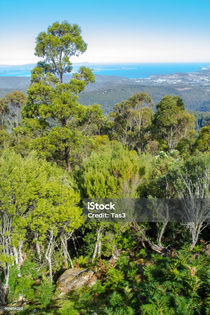 natural beauty of forested slopes of mount wellington Tasmania view of lowlands through mountain forest, mount wellington, Tasmania Australia Stock Photo
