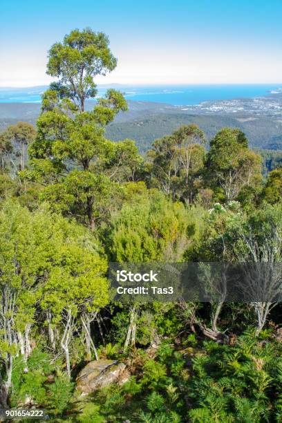 Natural Beauty Of Forested Slopes Of Mount Wellington Tasmania Stock Photo - Download Image Now