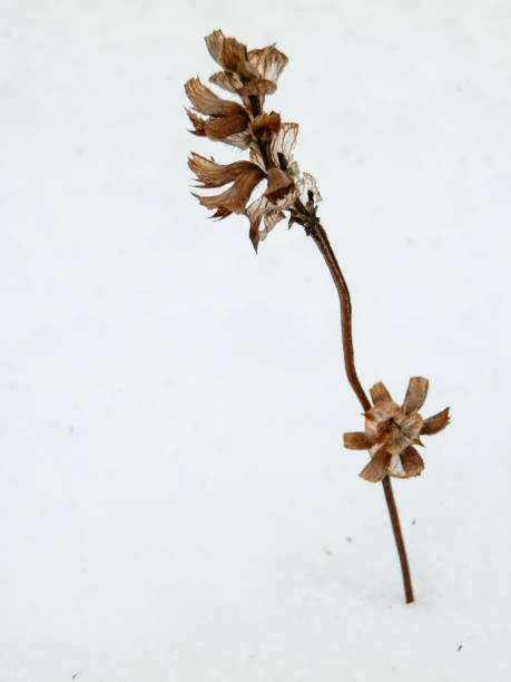 istock Orange mountain flower herb in winter condition 901654266