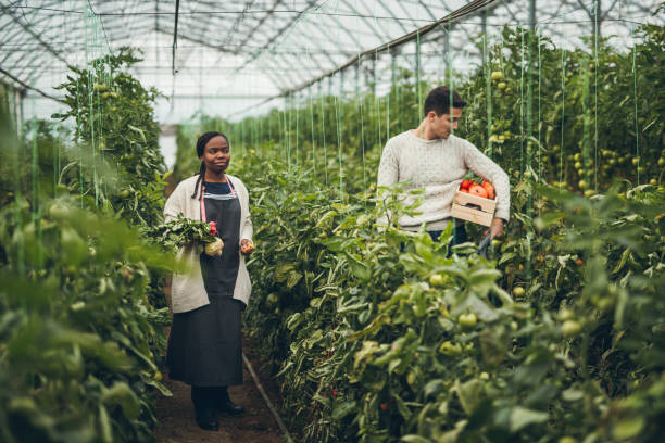 istock Young couple picking vegetables in garden 901654458