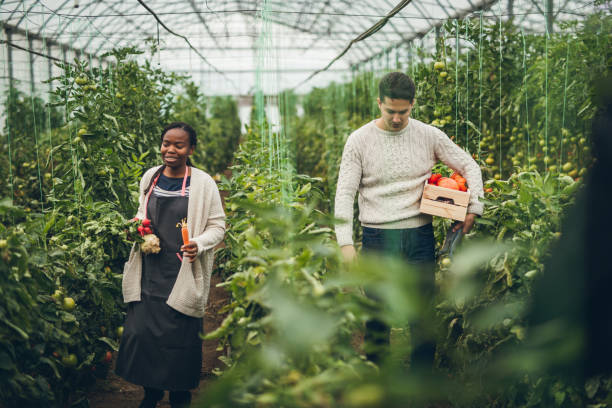 istock Young couple picking vegetables in garden 901654510