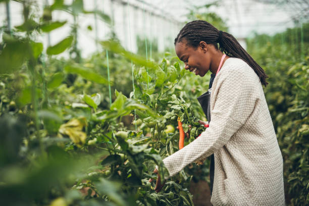 istock Agriculturing in greenhouse 901654524