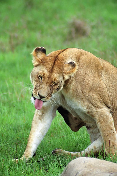 istock Lioness scratching w/her tongue sticking out 90165458