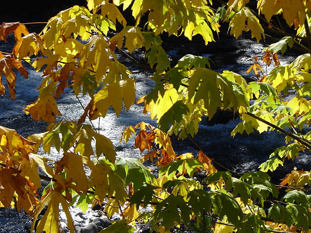 Autumn rhapsody No.1 stock photo