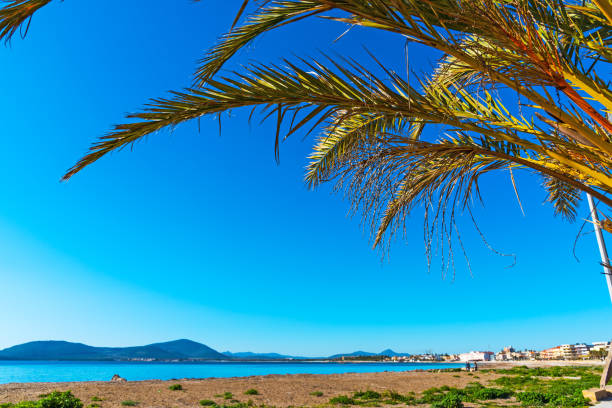 istock Palm tree by the sea in Alghero 901654668