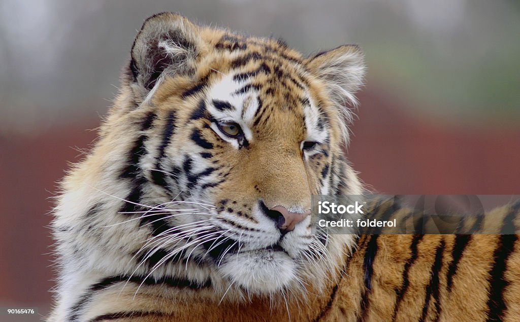 Retrato de gato - Foto de stock de Alerta libre de derechos