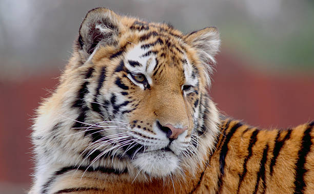 istock Portrait of Tiger 90165476