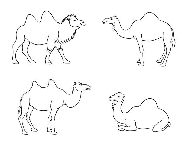 Camels in outlines - vector illustration Camels in outlines - vector illustration. EPS8 dromedary camel stock illustrations