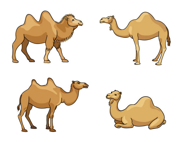 Camels in cartoon style - vector illustration vector art illustration
