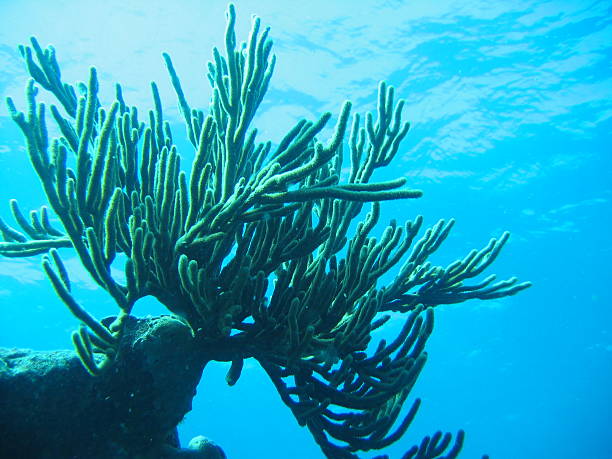 Coral with Surface Background stock photo