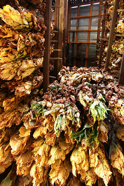 istock Tobacco Barn, Looking Up 05 90165775