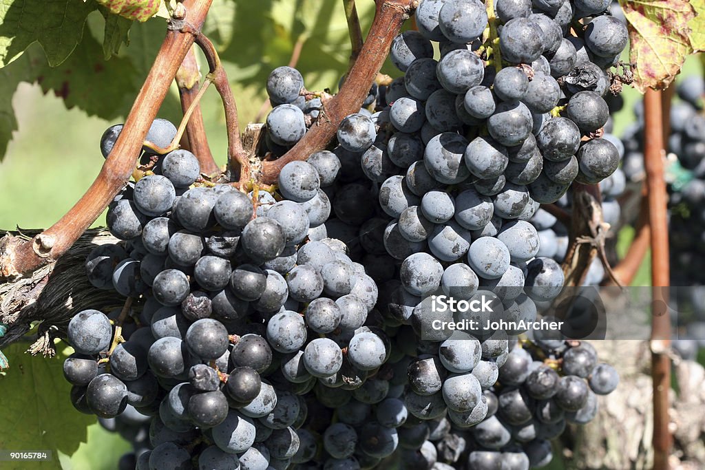 Weintrauben am Weinstock - Lizenzfrei Agrarbetrieb Stock-Foto