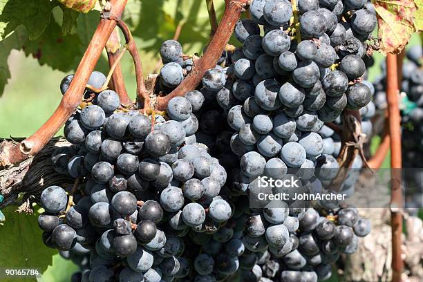 Weintrauben Am Weinstock Stockfoto und mehr Bilder von Agrarbetrieb - Agrarbetrieb, Farbbild, Fotografie