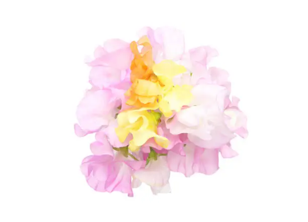 Pictured a bouquet of sweetpea  in a white background.