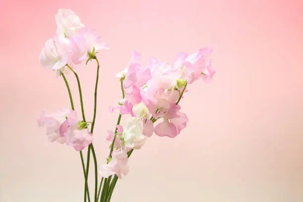 Pictured a bouquet of sweetpea  in a red gradient background.