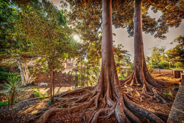 Huge roots in Balboa park