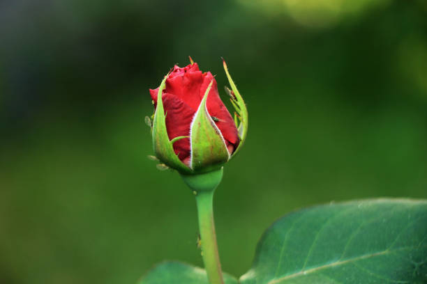 istock Red rose bud in garden 901659720