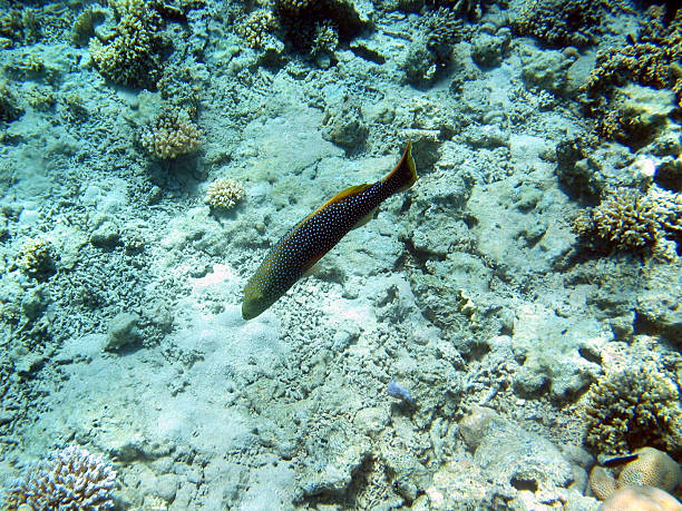 istock Snorkelling in Sharm El Naga 90166095