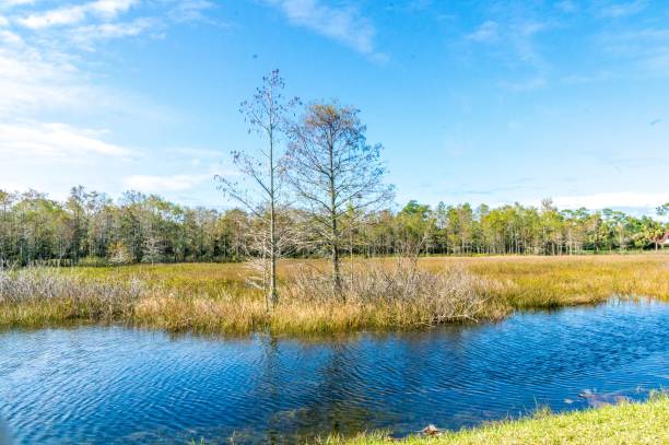 istock windy autumn day in the swamp 901662082