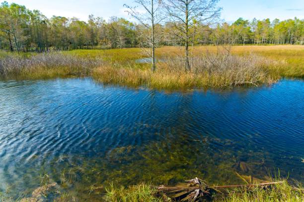 istock windy autumn day in the swamp 901662148