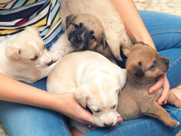 istock Little puppies in womans lap 901662372