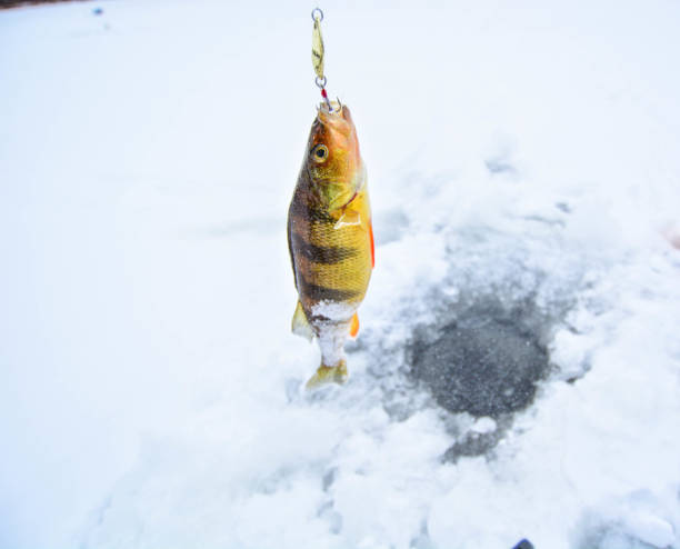 istock Perch ice fishing 901662578
