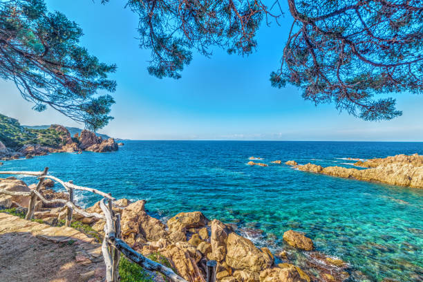 istock Pine trees by the sea in Costa Paradiso 901662772