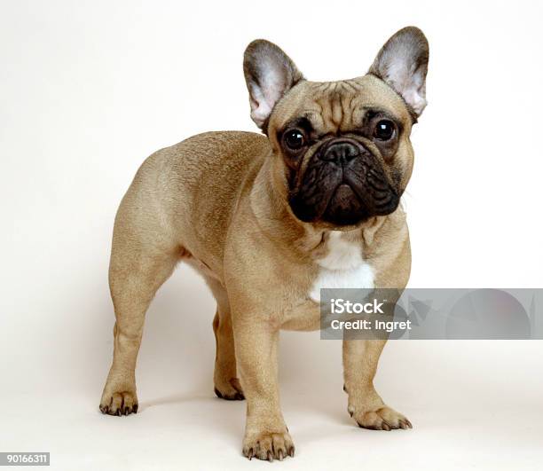 Danya 3 Stock Photo - Download Image Now - Adult, Animal, Bulldog