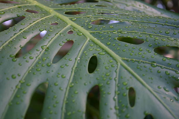 split hoja philadendron con gotas de lluvia - cheese plant philodendron rainforest leaf vein fotografías e imágenes de stock