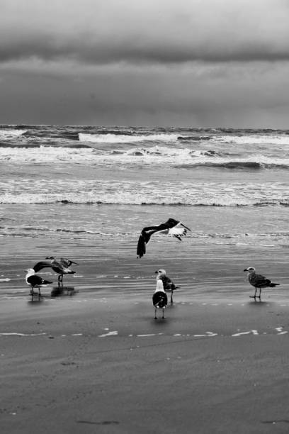 istock Seagulls in a Rainy Day 901665164